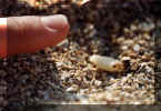 Mravlja, ki nese 14x vejo lupino od sebe (169620 bytes)